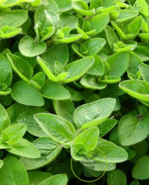 <h4>Origanum majorana</h4>