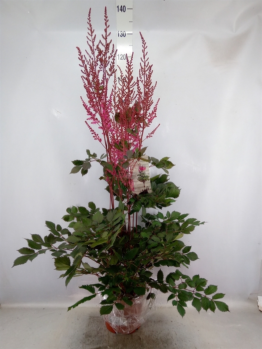 <h4>Astilbe  'Mighty Chocolate Cherry'</h4>