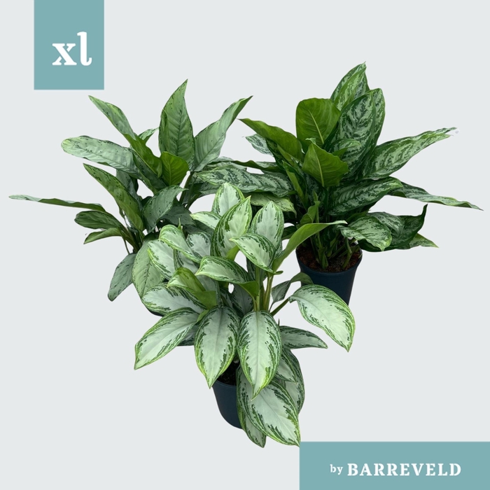 <h4>Aglaonema gemengd</h4>