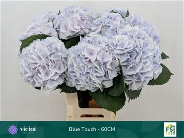 <h4>Hydr M My Pinktou Blue</h4>