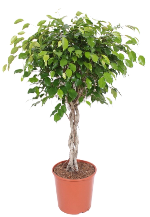 <h4>Ficus Exotica</h4>