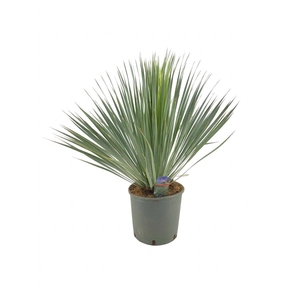 Yucca rostrata