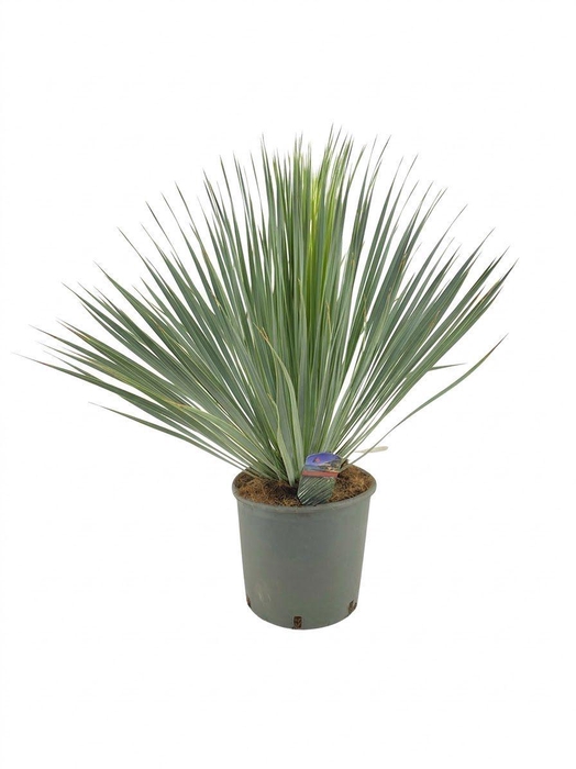 <h4>Yucca rostrata</h4>