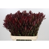 Leucadendron Saf Sunset Dark R.Spray