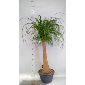 Beaucarnea recurvata