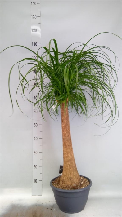 <h4>Beaucarnea recurvata</h4>