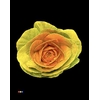 Brassica Yellow - Orange
