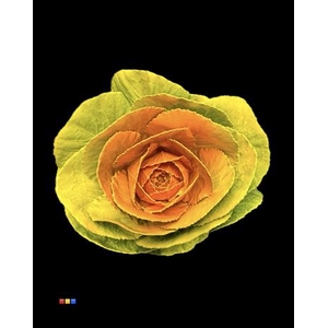 Brassica Yellow - Orange