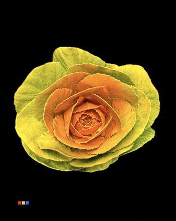 Brassica Yellow - Orange