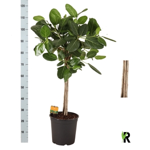 FICUS BENG AUDREY