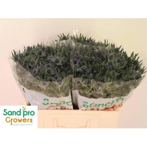 ERYN MAG BLUE LAGOON