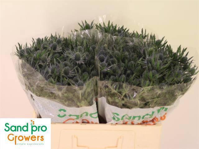 <h4>ERYN MAG BLUE LAGOON</h4>