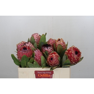 Protea Barbigera Air