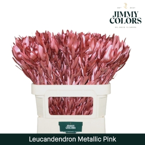 Leucadendron gekleurd Mtlc. Roze