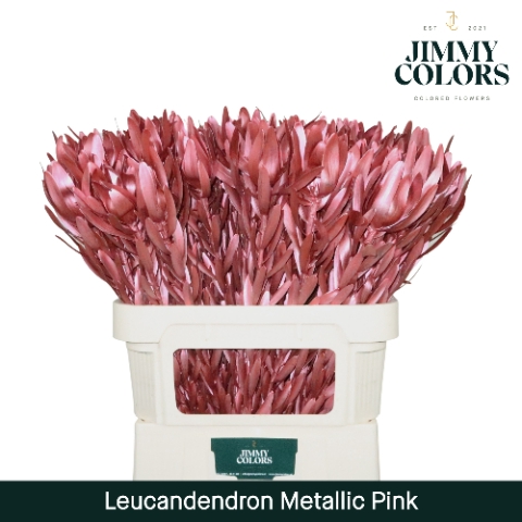 <h4>Leucadendron gekleurd Mtlc. Roze</h4>