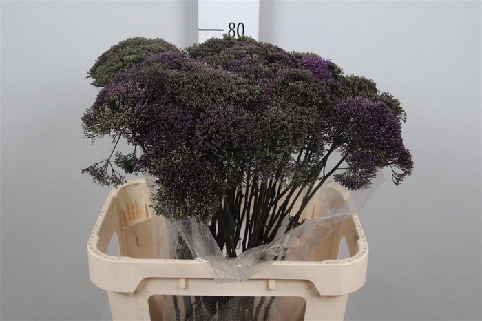 <h4>Trach Lake Superior</h4>