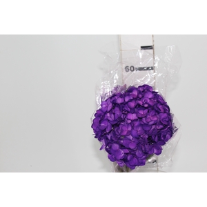 HORTENSIA 060 CM ROXO