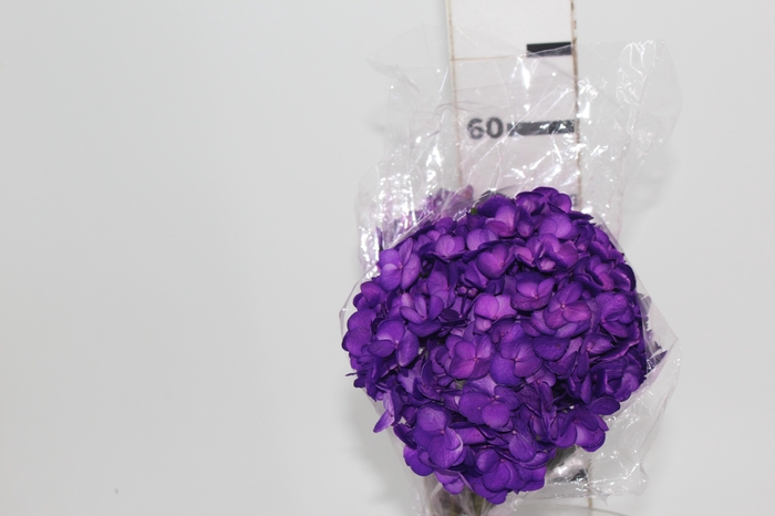 <h4>HORTENSIA 060 CM ROXO</h4>