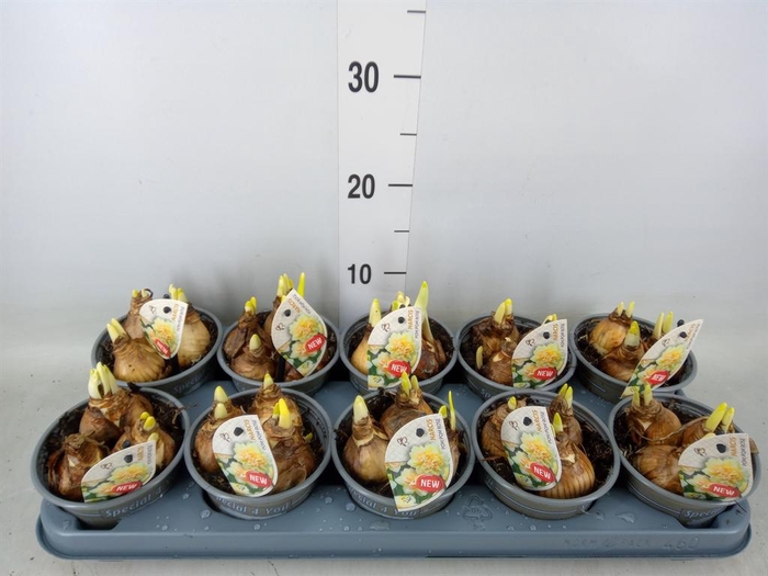 <h4>Narcissus   ...</h4>