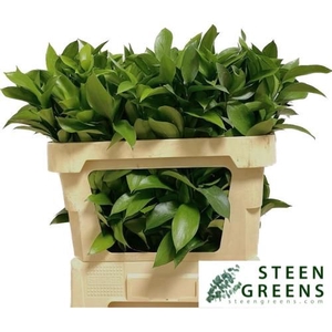 RUSCUS HYPOPHYLLUM