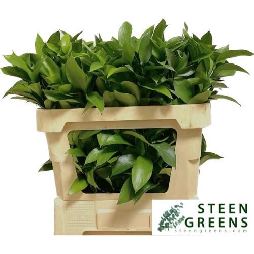 <h4>RUSCUS HYPOPHYLLUM</h4>