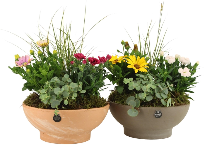 <h4>31699: Outdoor summer arrangement</h4>