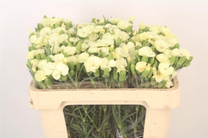 <h4>Di Symply Mela</h4>