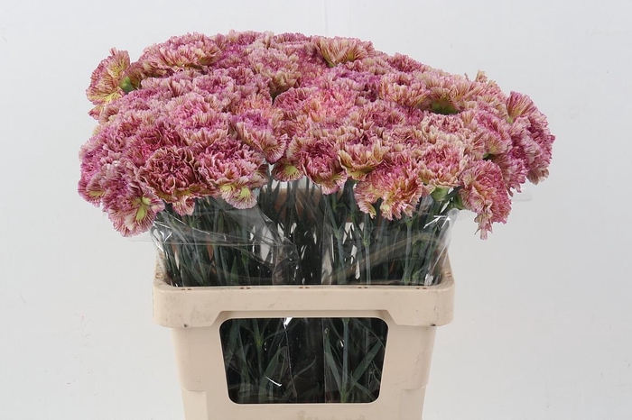 <h4>Di St Lady Sheen IT</h4>