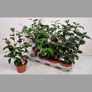 CAMELLIA JAPONICA
