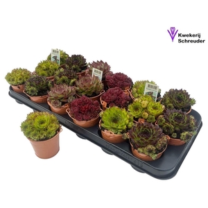 ARR SEMPERVIVUM