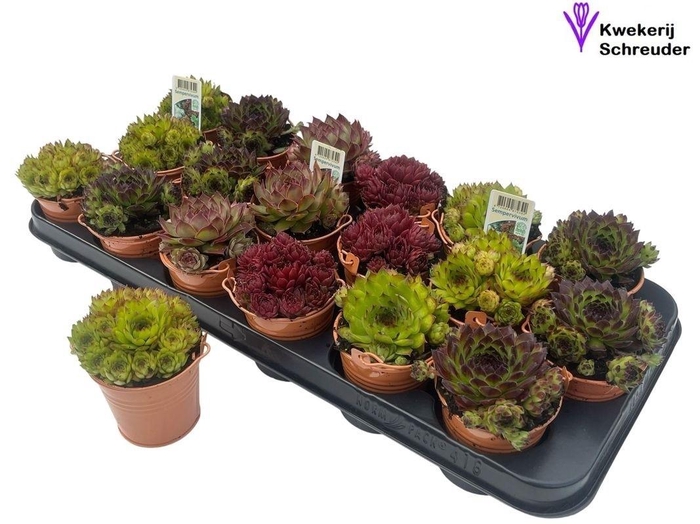 <h4>ARR SEMPERVIVUM</h4>