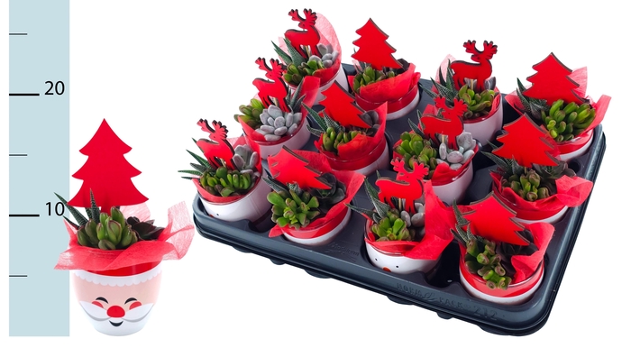 <h4>ARR KERST</h4>