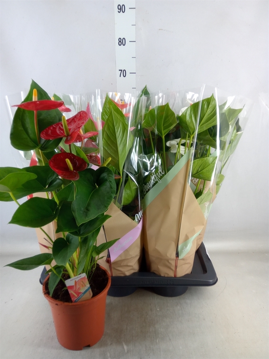 <h4>Anthurium   ...mix 4</h4>