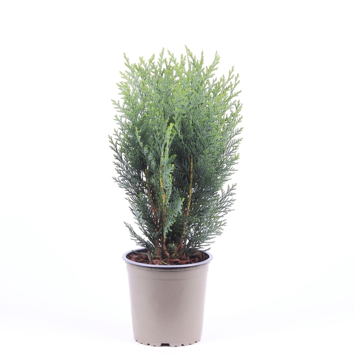 <h4>Chamaecyparis lawsoniana 'Columnaris'</h4>