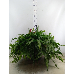 Microsorum diversifolium