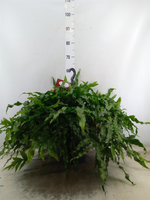 <h4>Microsorum diversifolium</h4>