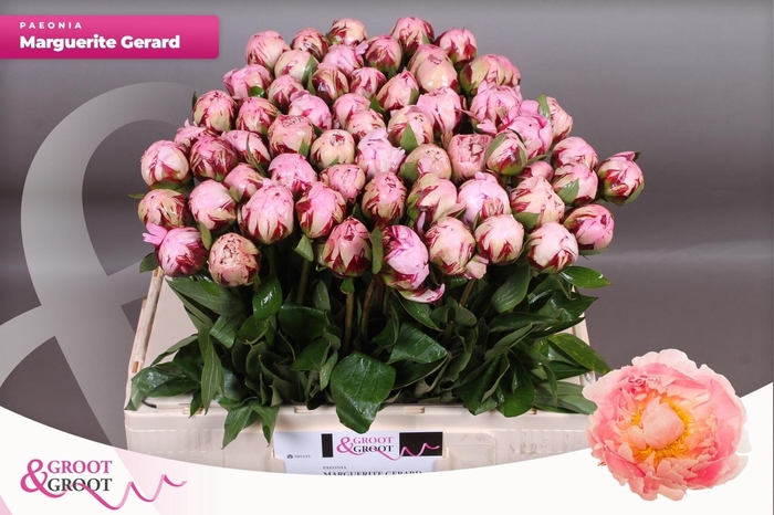 <h4>PAEO L MARGUE GERARD</h4>