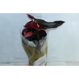 ANTHURIUM DELICATA P17