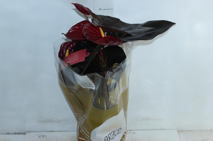 <h4>ANTHURIUM DELICATA P17</h4>