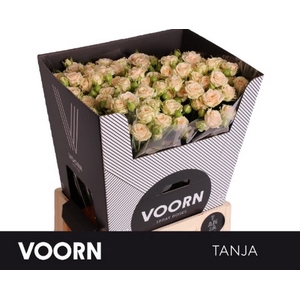 R Tr Tanja Voorn