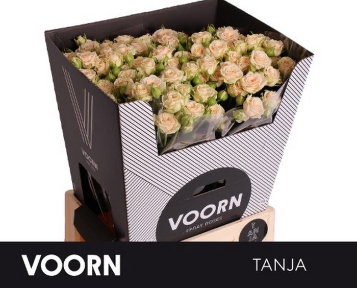 <h4>R Tr Tanja Voorn</h4>