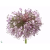 Allium senescens