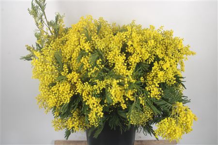 <h4>Acacia Mirandol Per Bunch 400 Gram</h4>