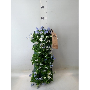 Viola corn. 'Evo Mini'   ...mix