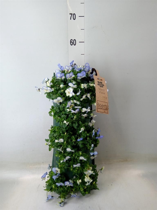 <h4>Viola corn. 'Evo Mini'   ...mix</h4>