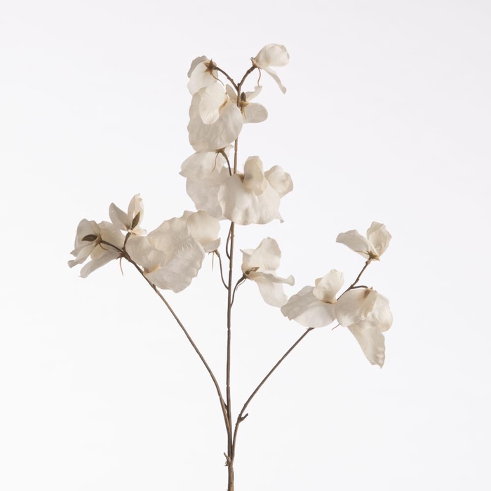 <h4>AF Lathyrus Dried L76cm Cream</h4>