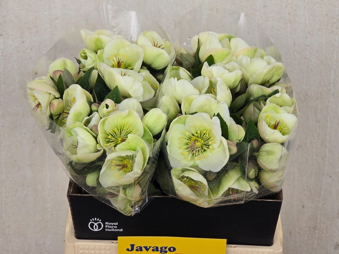 <h4>HELL FRK MOONDANCE</h4>