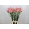 Nerine Casandra