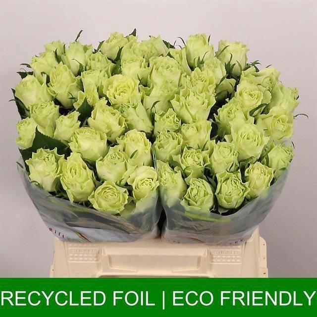 <h4>R GR CAMOUFLAGE!</h4>