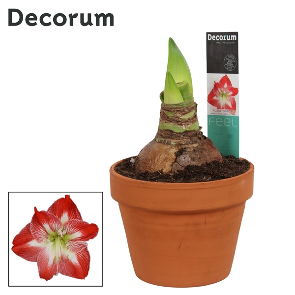 <h4>Hippeastrum Exotic Striped 2 Knop Terracotta Steen OP (Decorum)</h4>